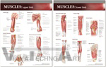 Atlas of Anatomy Musculature Anatomical Chart Set